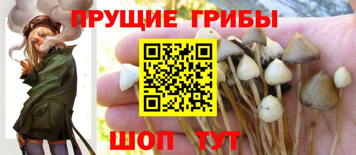 хочу наркоту  Галлюциногенные грибы прущие грибы  Петропавловск-Камчатский  Вход с VPN  Галлюциногенные грибы GOLDEN TEACHER 